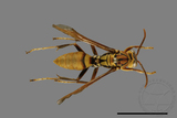 ǦW:Polistes formosanus