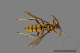 ǦW:Polistes formosanus