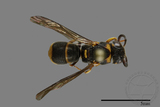 ǦW:Parancistrocerus yachowensis konkunensis