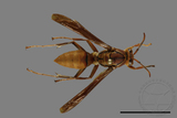 ǦW:Polistes formosanus