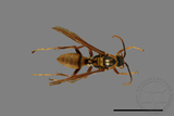 ǦW:Polistes formosanus