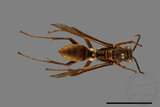 ǦW:Polistes formosanus