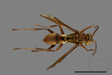 ǦW:Polistes formosanus