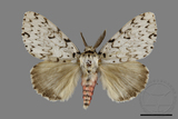 ǦW:Lymantria sugii