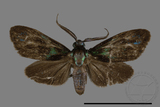 中文種名:蓬萊藍紋斑蛾