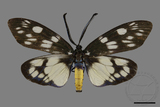中文種名:蓬萊茶斑蛾
