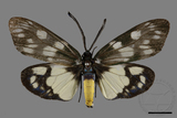 中文種名:蓬萊茶斑蛾