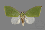 中文種名:綠角翅夜蛾