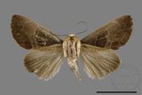 ǦW:Westermannia ellipticta ellipticta