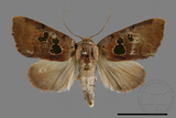 ǦW:Nolinae sp.