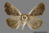 ǦW:Westermannia ellipticta ellipticta