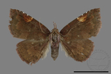 ǦW:Catocalinae sp.