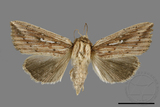 ǦW:Mythimna sp.