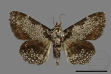 ǦW:Caduca albopunctata