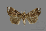 ǦW:Callopistria sp.