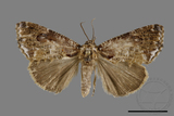ǦW:Pilipectus taiwana