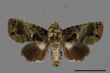 ǦW:Aedia perdicipennis