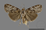 ǦW:Bryophilina mollicula