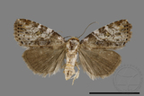 ǦW:Bryophilina mollicula