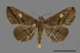 ǦW:Hadennia sp.