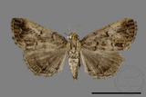 ǦW:Simplicia sp.