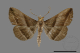 ǦW:Hadennia sp.