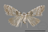 ǦW:Nolinae sp.