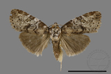 ǦW:Bryophilina mollicula