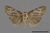 ǦW:Bryophilina mollicula