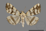 ǦW:Zanclognatha reticulatis