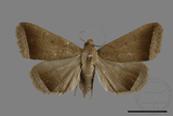 ǦW:Simplicia sp.