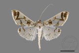 ǦW:Polythlipta divaricata