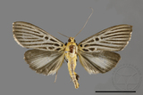 ǦW:Tyspanodes hypsalis