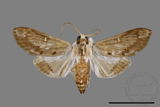 ǦW:Cirrhochrista spissalis