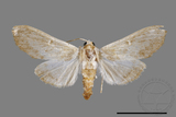 ǦW:Cirrhochrista spissalis