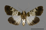 ǦW:Teliphasa sp.