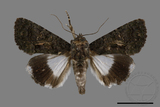 ǦW:Aedia leucomelas