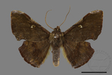 ǦW:Fascellina chromataria