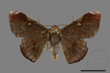 ǦW:Fascellina chromataria