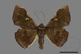 ǦW:Fascellina chromataria