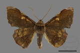 ǦW:Fascellina chromataria