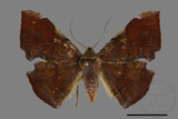 ǦW:Fascellina chromataria