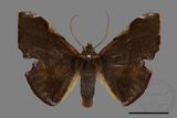 ǦW:Fascellina chromataria