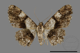 ǦW:Satoblephara owadai