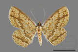 ǦW:Ennominae sp.