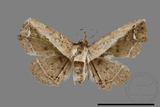 ǦW:Catocalinae sp.