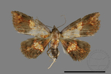 ǦW:Cerynea igniaria