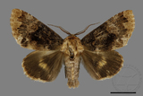 ǦW:Trisuloides taiwana