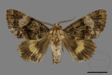 ǦW:Trisuloides taiwana