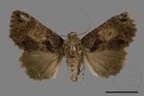 ǦW:Catocalinae sp.